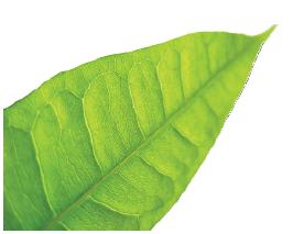 Leaf 10-12-10 4